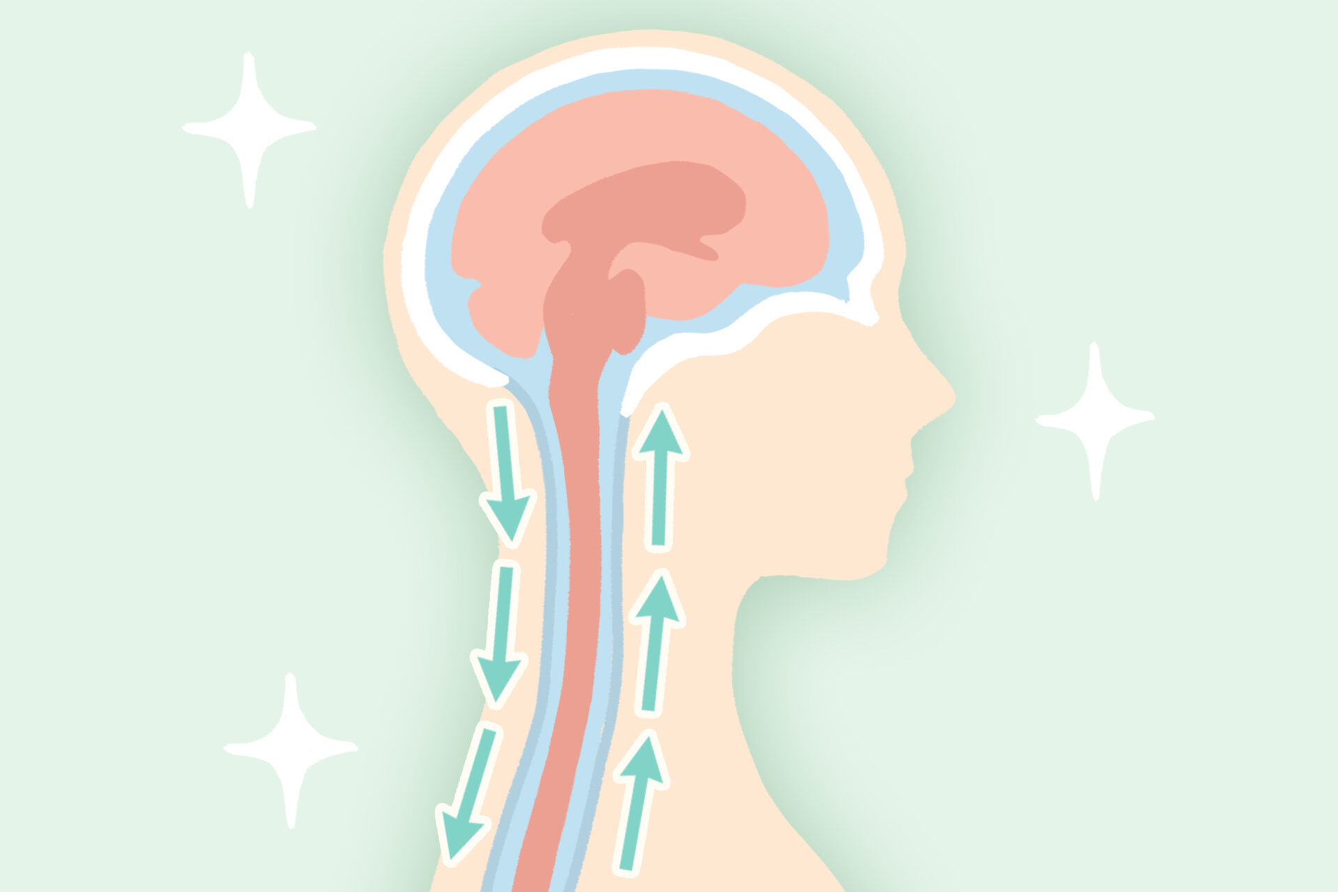 脳脊髄液が循環しているイメージ